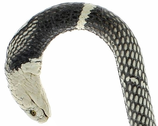 Bastón completamente cubierto con piel de una serpiente Cobra